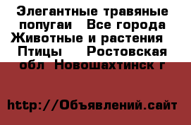 Элегантные травяные попугаи - Все города Животные и растения » Птицы   . Ростовская обл.,Новошахтинск г.